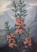 unknow artist slaktet kalmia ar uintergrona buskar med vackra blommor och dekorativt finns sju arter i stra nordamerika USA oil painting artist